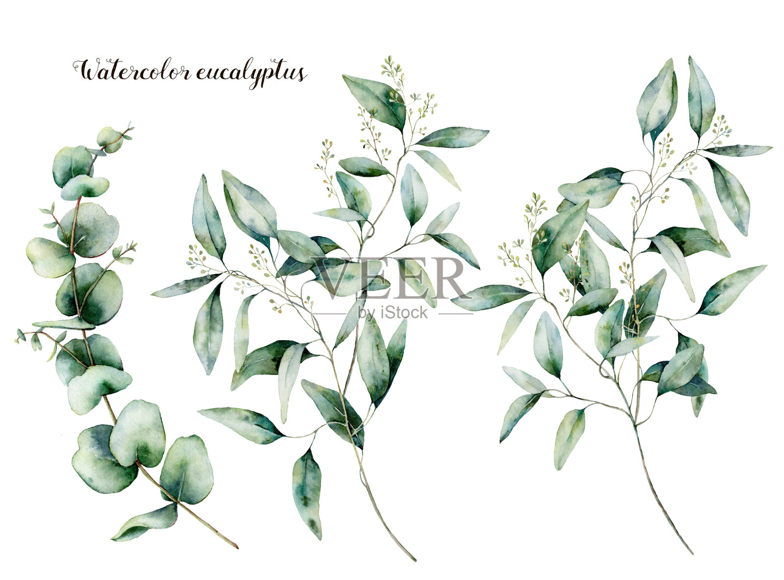 水彩种子和幼桉树集。手绘桉树树枝和树叶孤立在白色的背景。花卉插图设计，印刷，织物或背景。插画图片素材