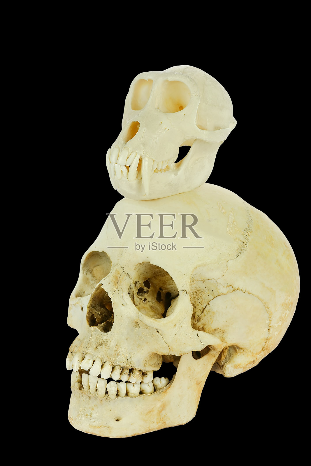 猴子头骨和人类头骨的黑色背景照片摄影图片