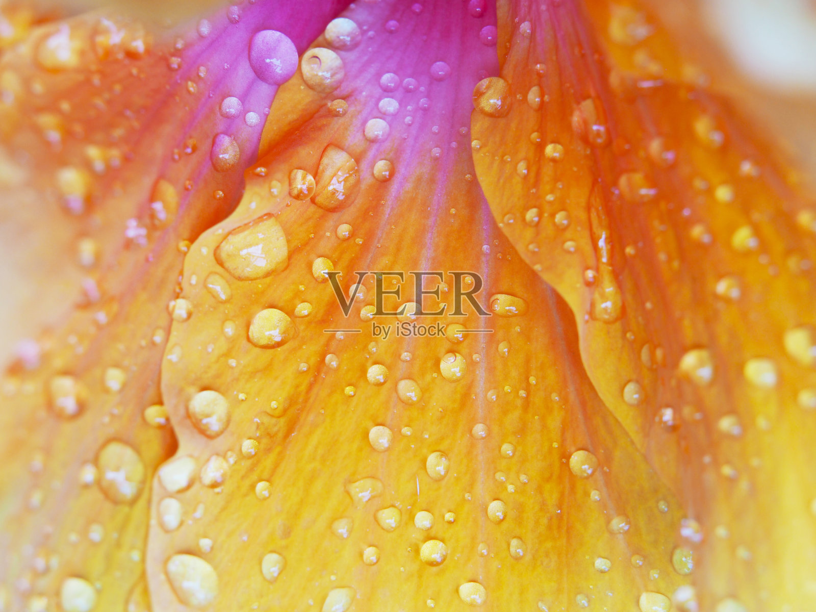 水滴在花瓣上照片摄影图片