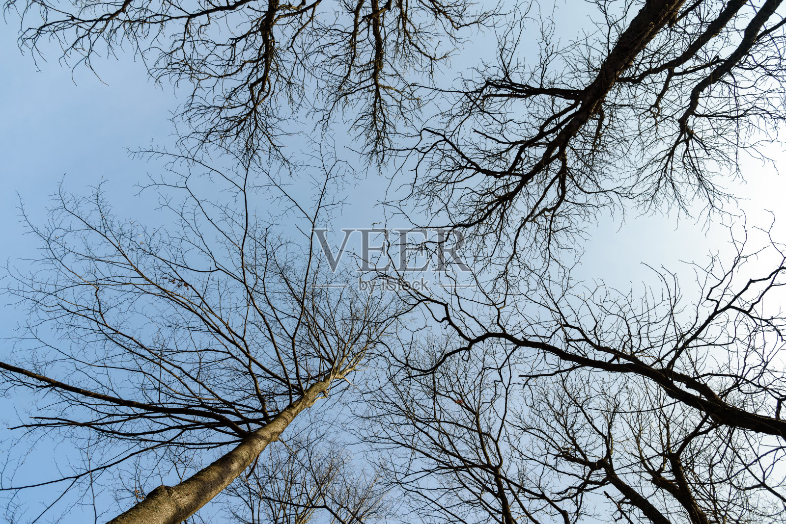 树枝在冬天的时候伸出来照片摄影图片