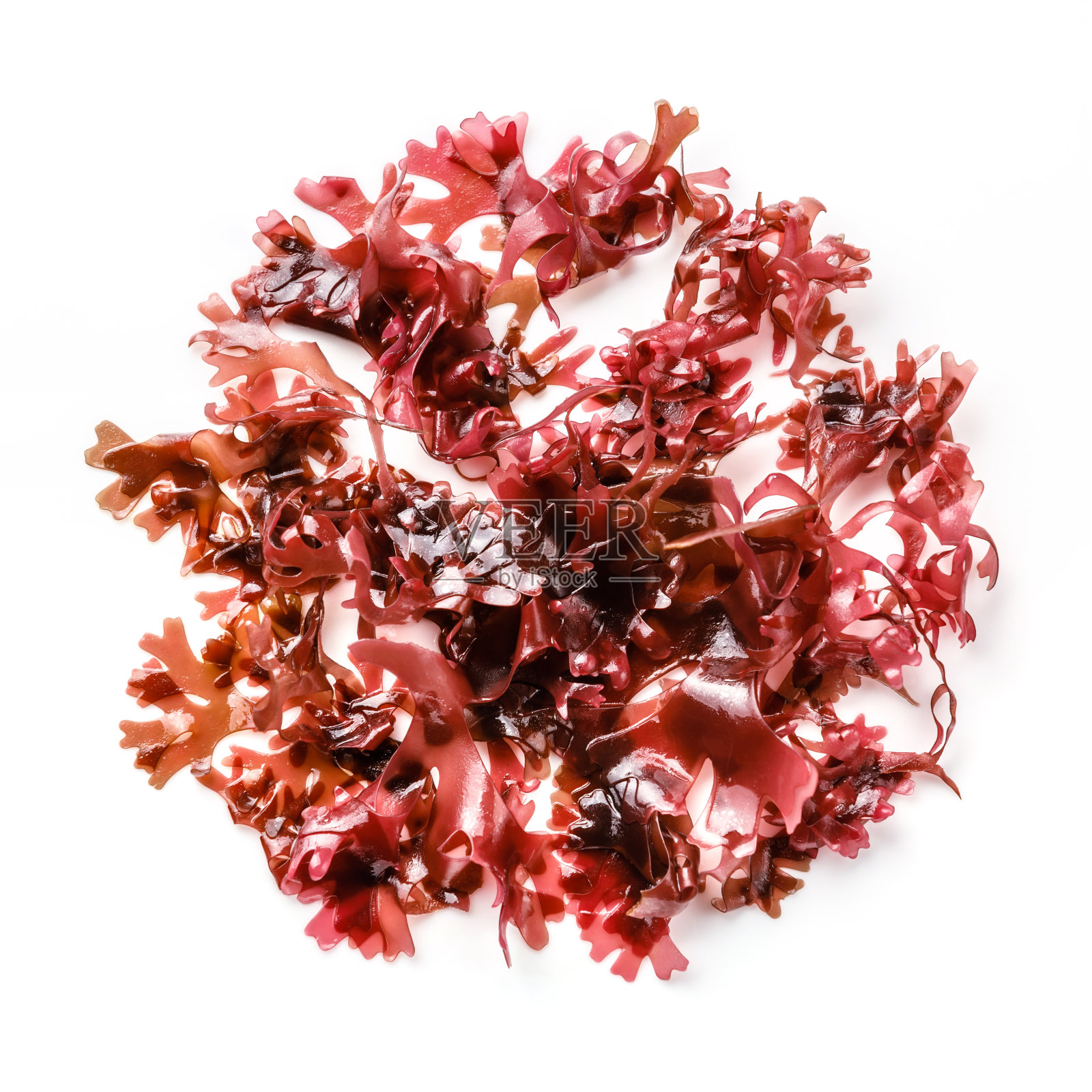 食用Tohsaka红海藻沙拉在白色的背景照片摄影图片