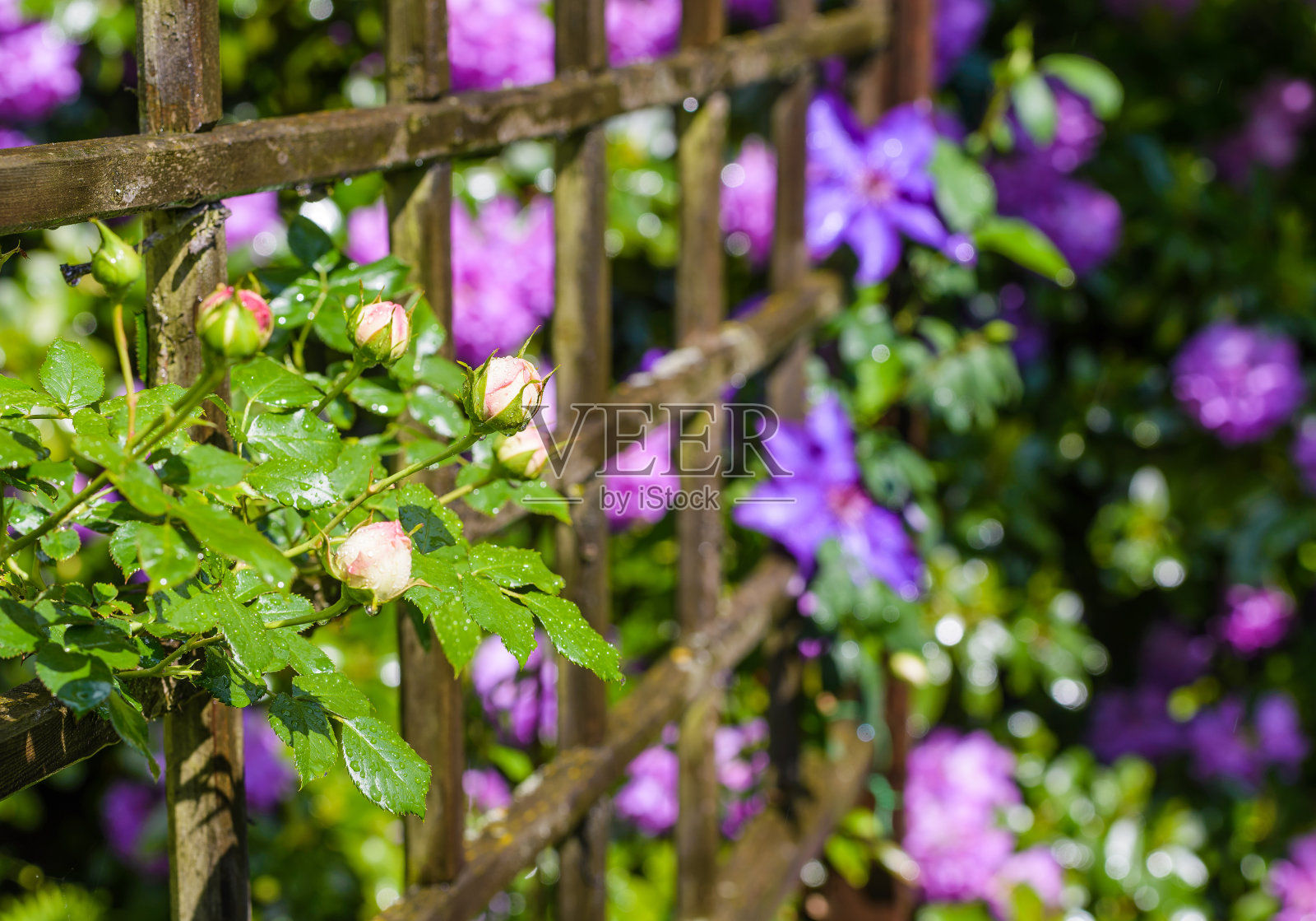 花园里有玫瑰和铁线莲照片摄影图片