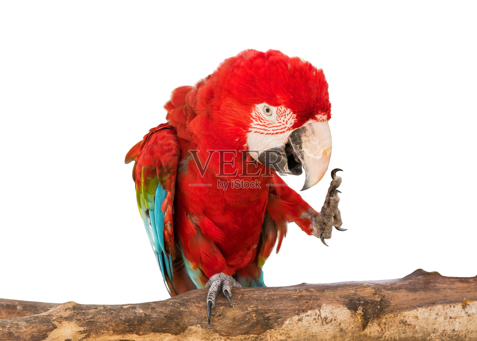 彩色金刚鹦鹉鸟，鹦鹉孤立在白色背景的文件与剪辑路径照片摄影图片