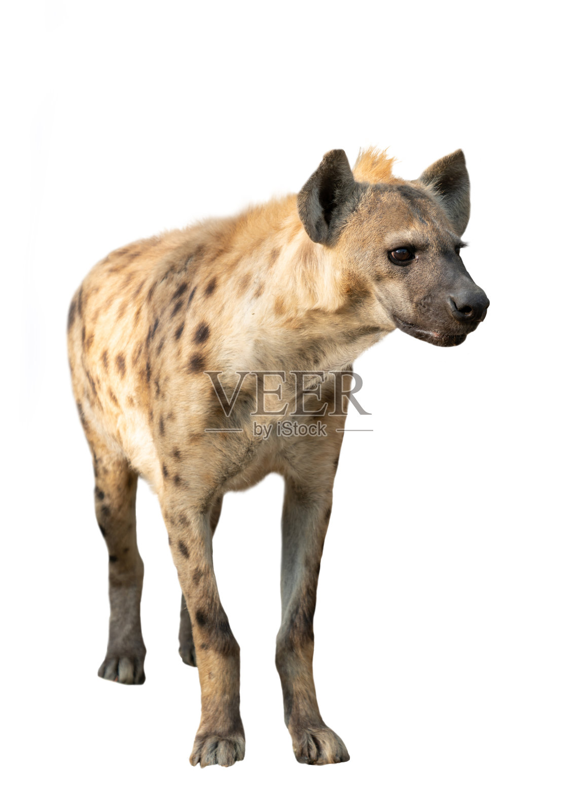 斑点鬣狗孤立在白色背景上照片摄影图片