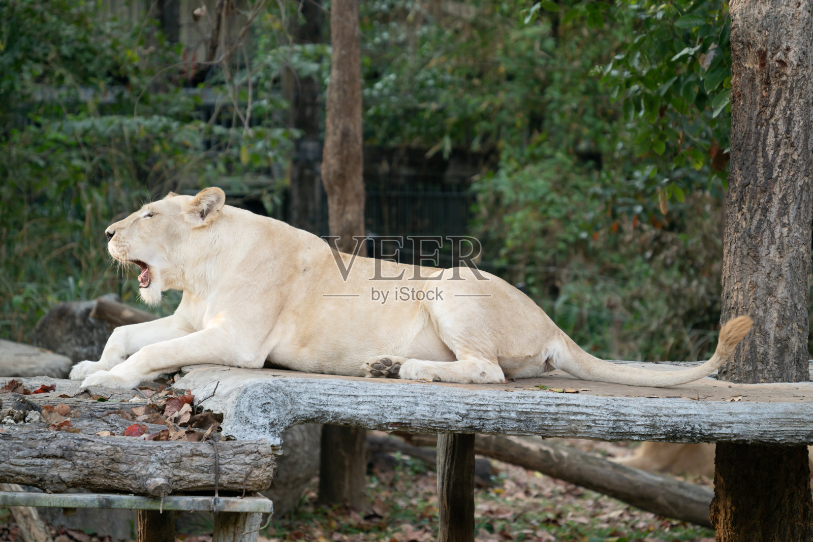 动物园里的雌白狮在打哈欠照片摄影图片