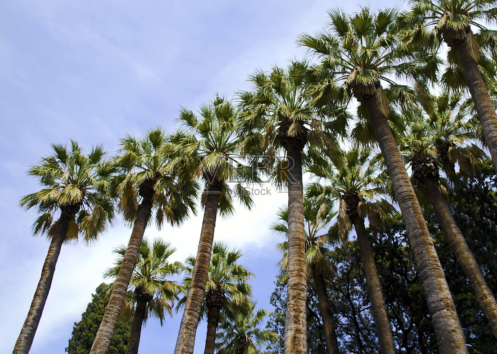 希腊雅典国家公园的棕榈树照片摄影图片