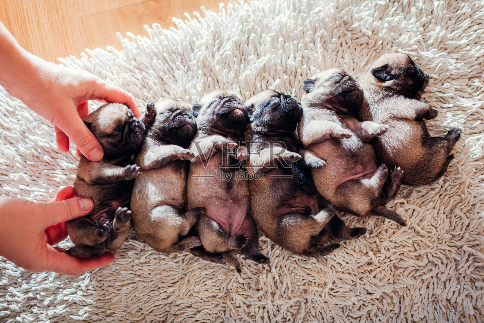 女人把六只哈巴狗放在地毯上。小狗在家里睡觉照片摄影图片
