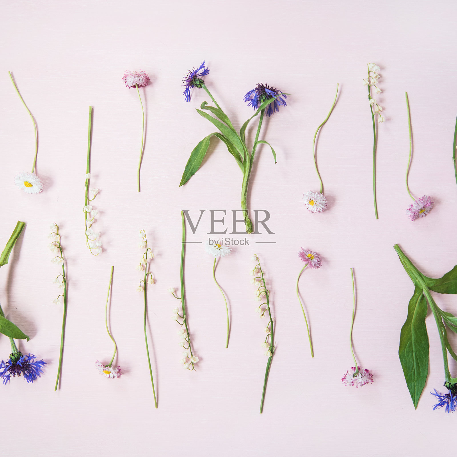 山谷百合、矢车菊、雏菊、牡丹花成排，呈方形照片摄影图片