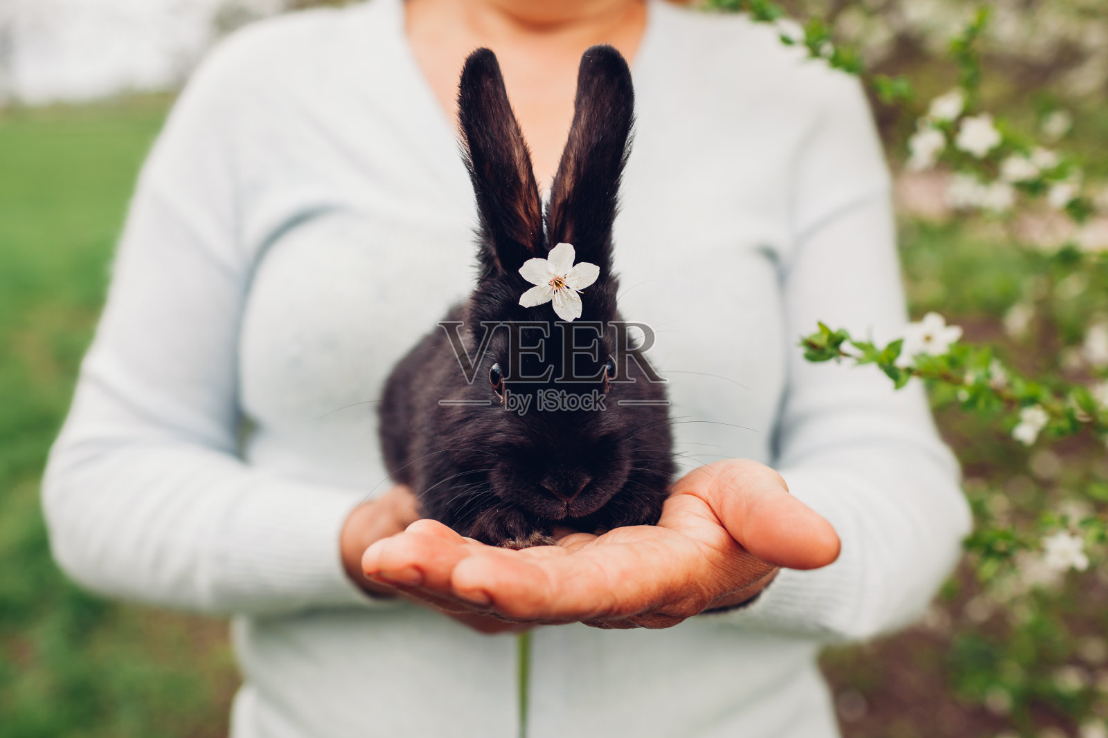 农夫在春天的花园里抱着黑兔子。头上戴着花的小兔子坐在手里照片摄影图片