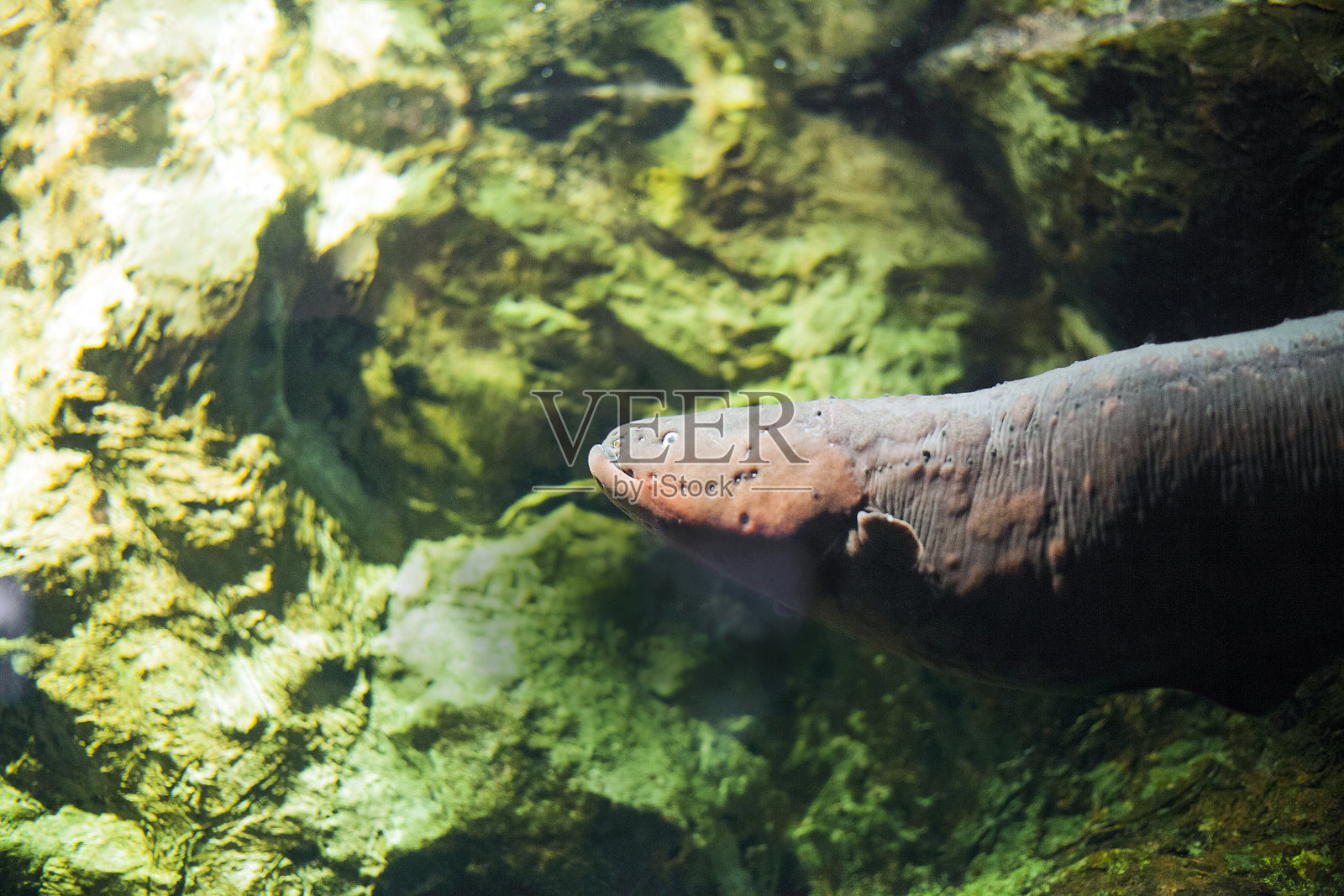 水族馆中的电鳗鱼照片摄影图片