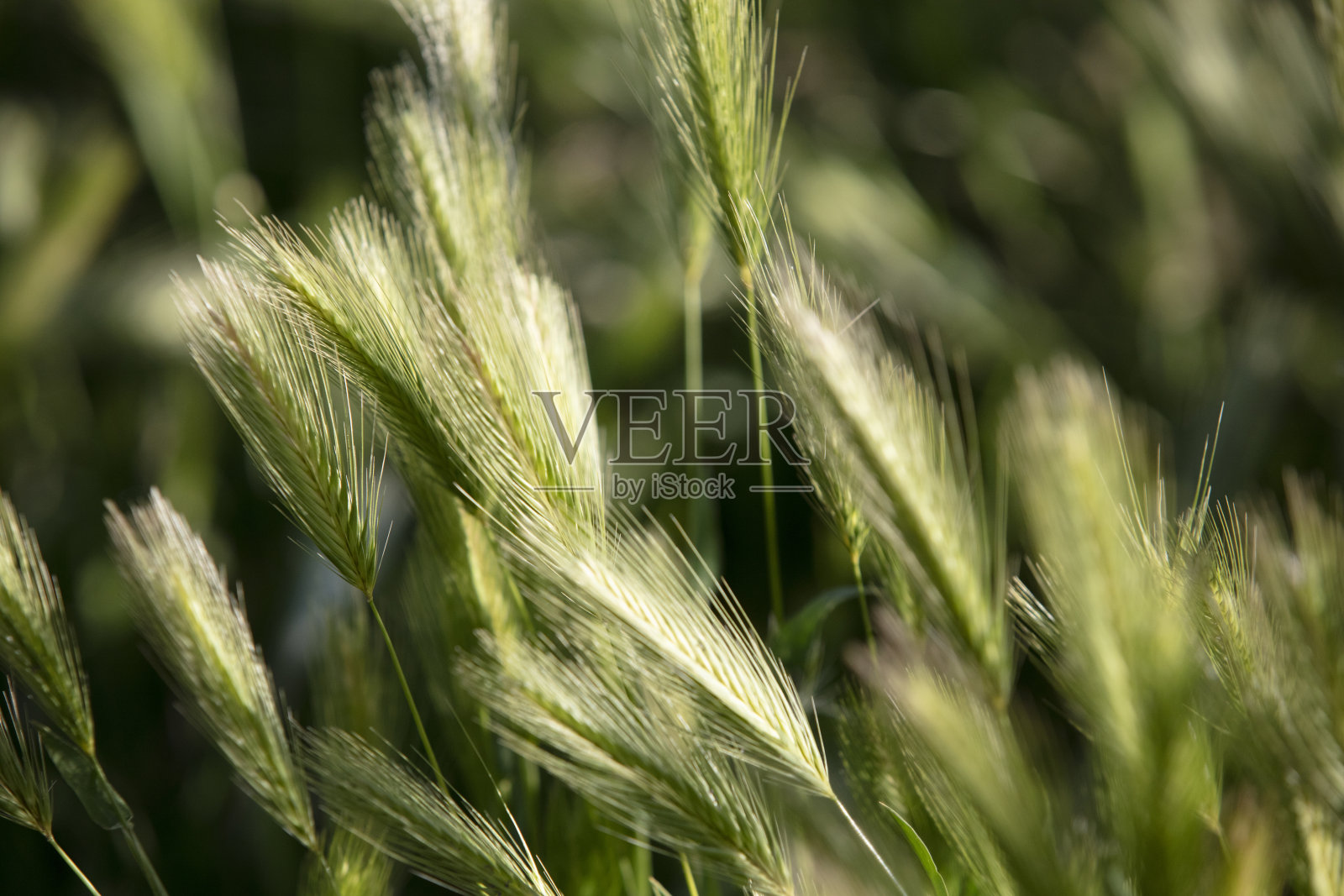 特写的披碱麦，也称为野生黑麦。照片摄影图片