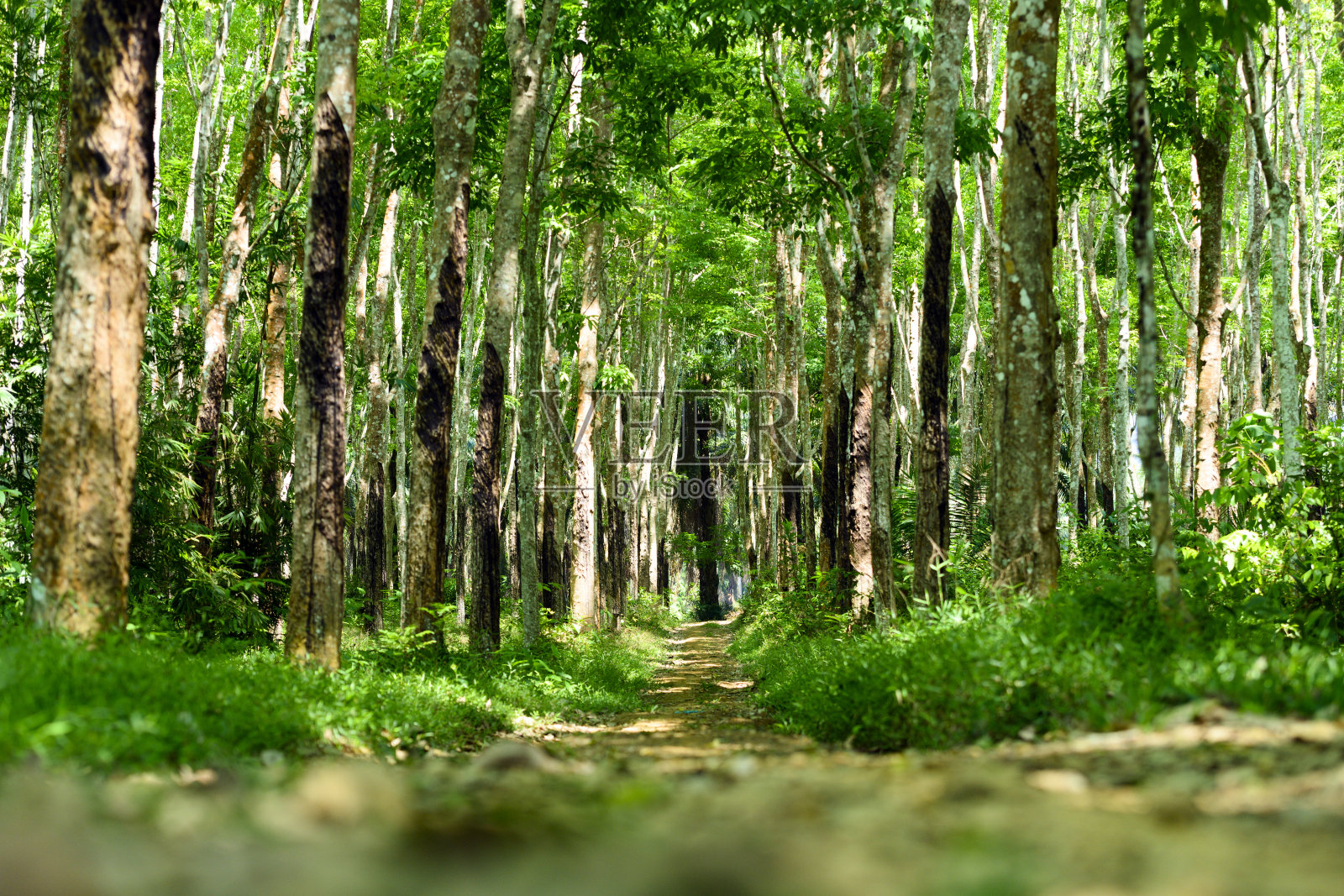 在泰国，一条小路穿过一片绿色的橡胶树(巴西橡胶树)，景色令人惊叹。照片摄影图片