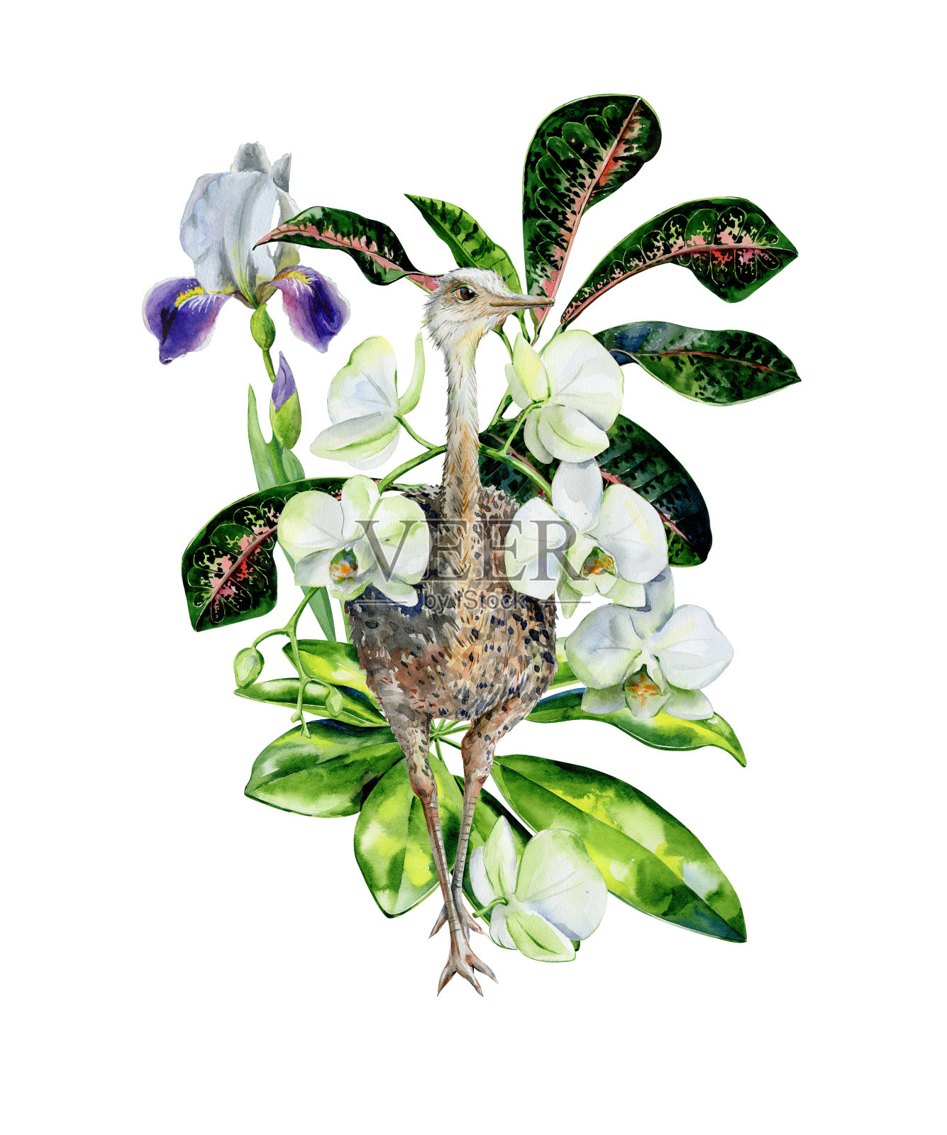 水彩卡通插图可爱的鸵鸟与白色兰花，鸢尾花，舍夫莱拉和巴豆叶。插画图片素材