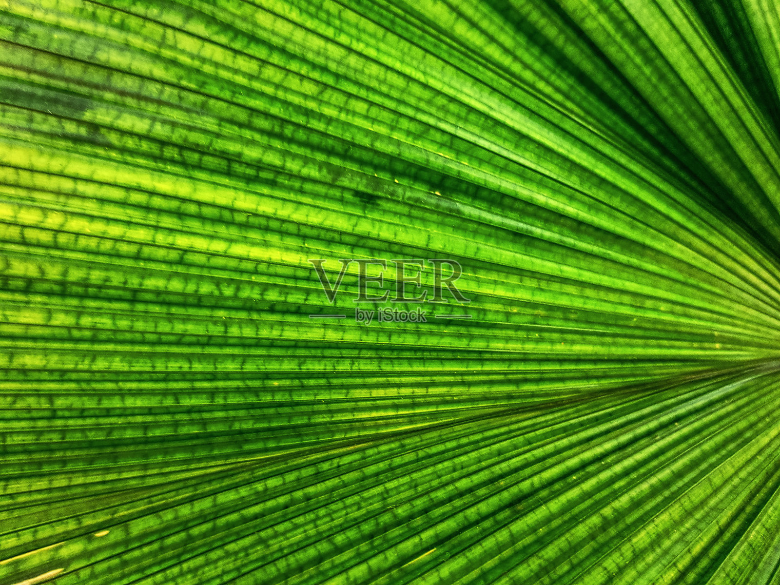 全框背景绿色棕榈叶纹理照片摄影图片