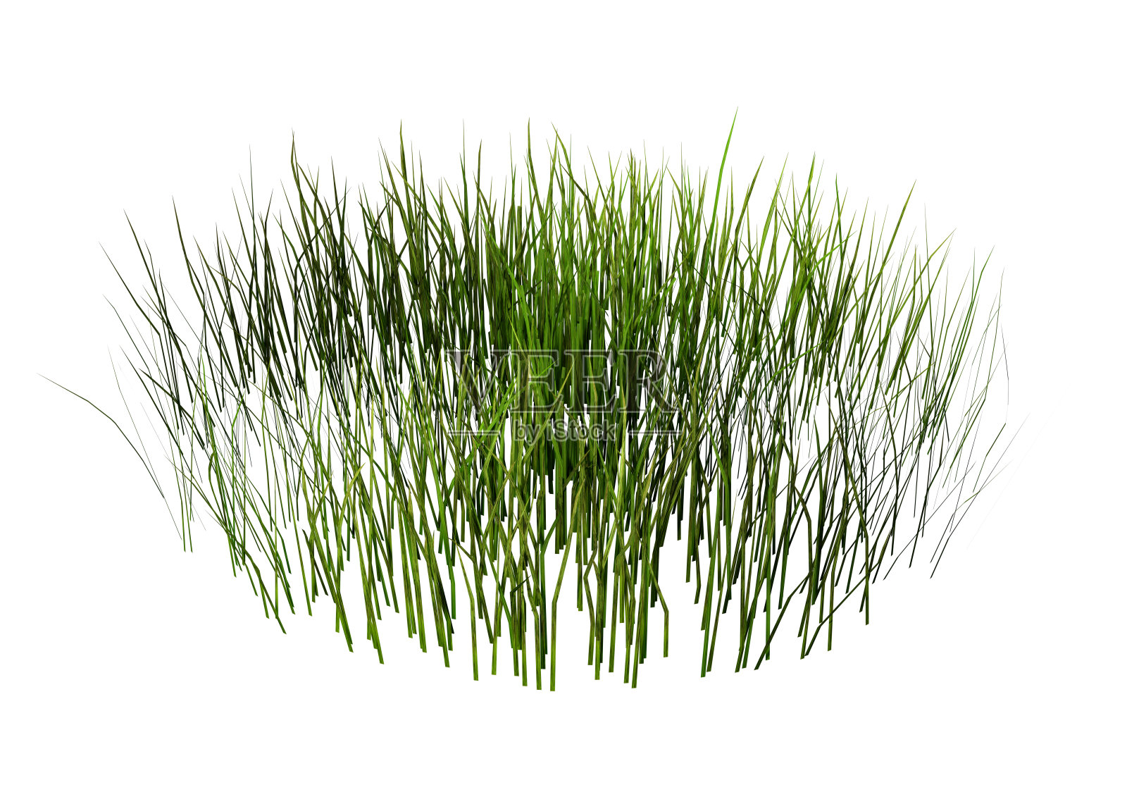 3D插图补丁的草在白色照片摄影图片