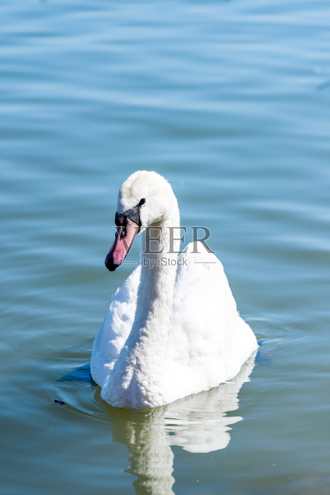 水中美丽的白天鹅照片摄影图片