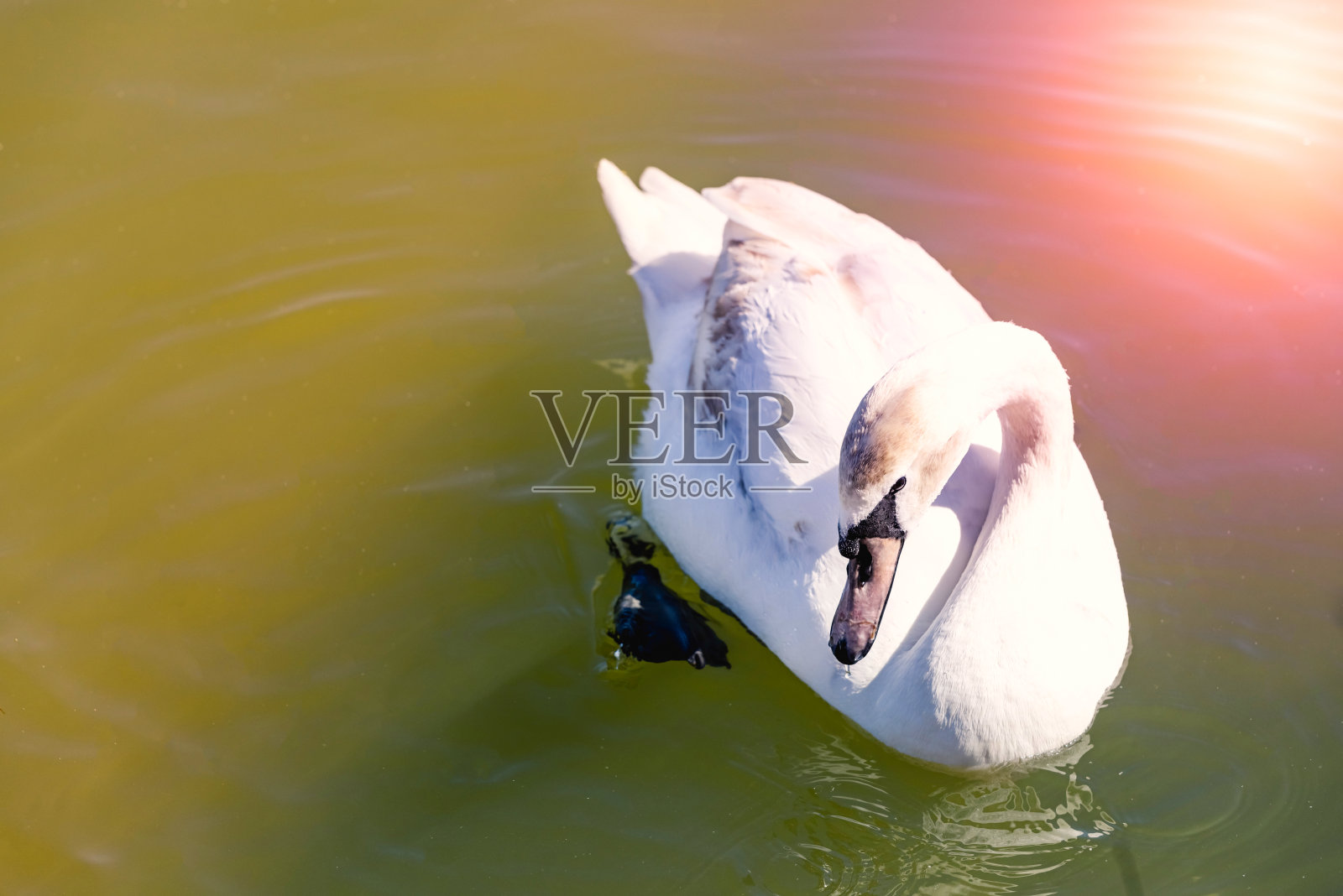 美丽的天鹅在水里游泳照片摄影图片