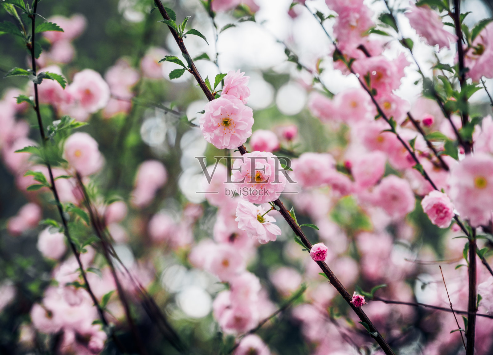 特写春天树上盛开的粉红梅花季节，自然背景。dramtic语气过滤器。照片摄影图片