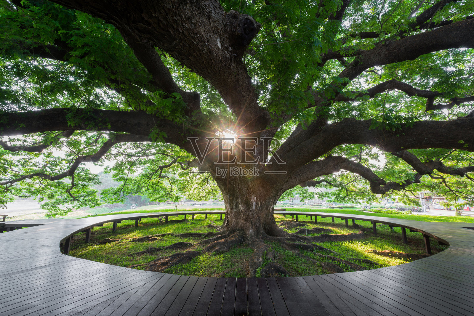 一棵百年巨绿树照片摄影图片