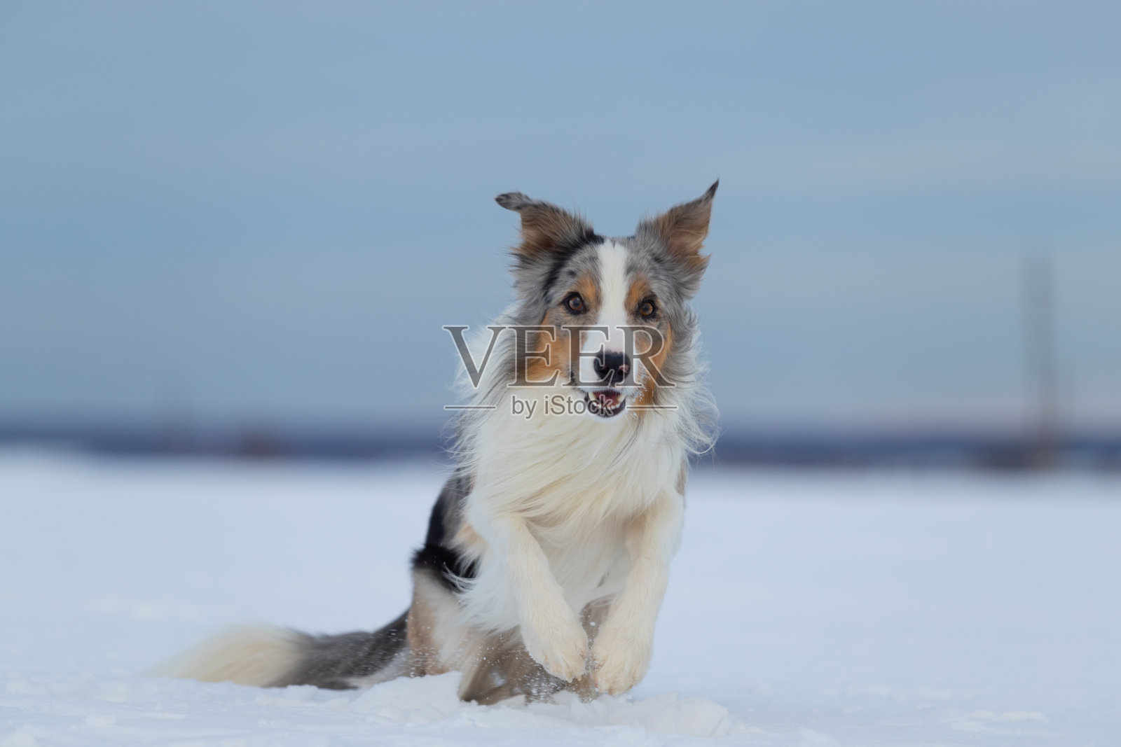 边境牧羊犬在冬天散步照片摄影图片