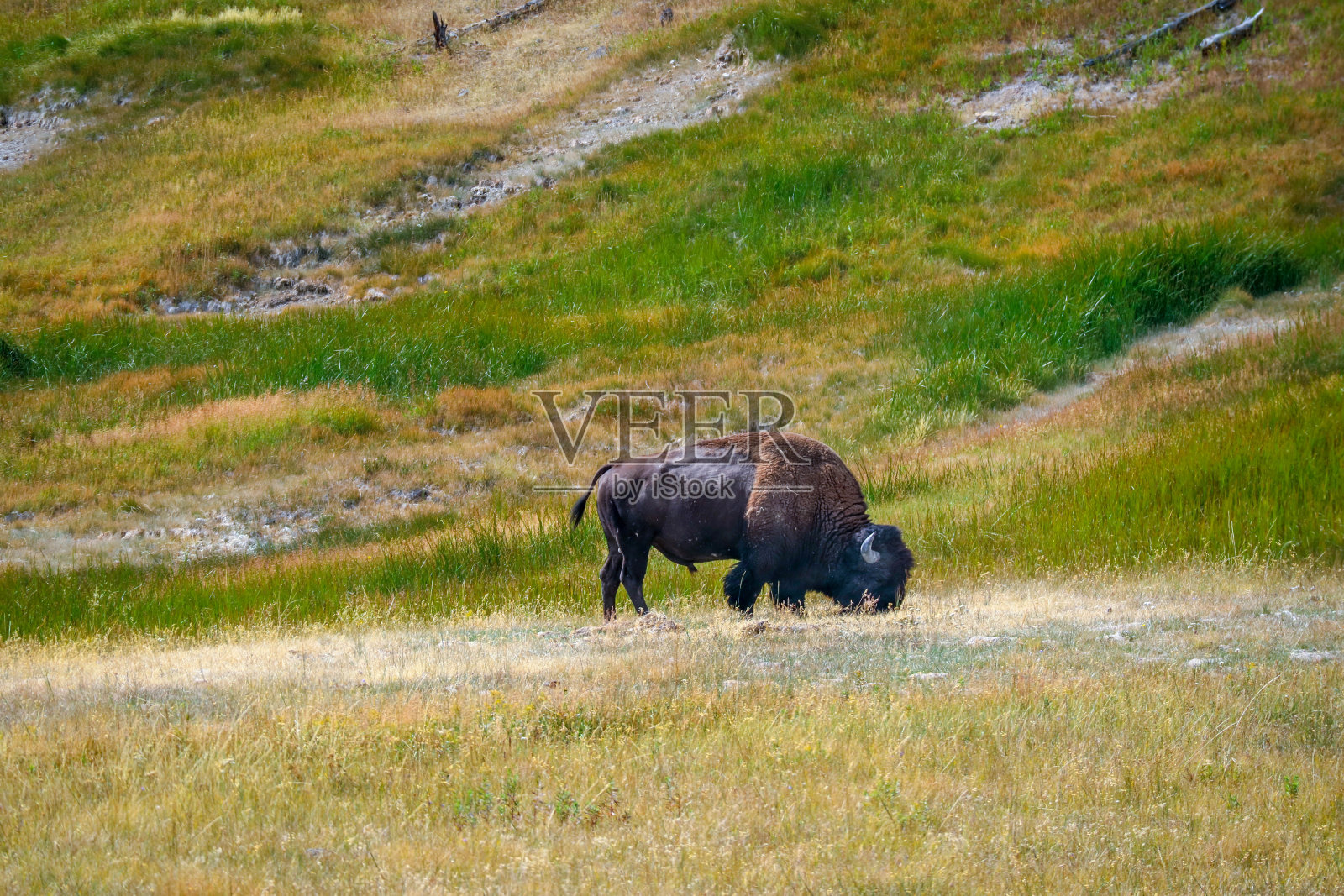 美国怀俄明州黄石国家公园田野中的美洲野牛照片摄影图片