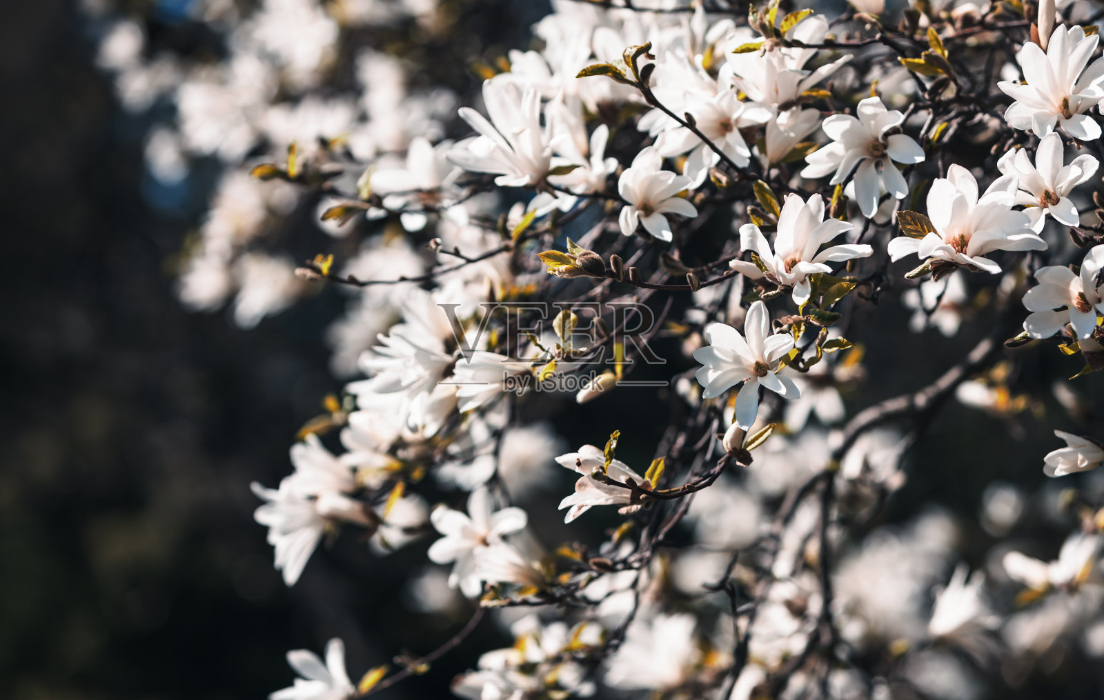 盛开的木兰树照片摄影图片