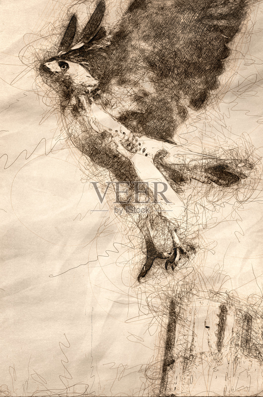红尾鹰起飞的草图插画图片素材