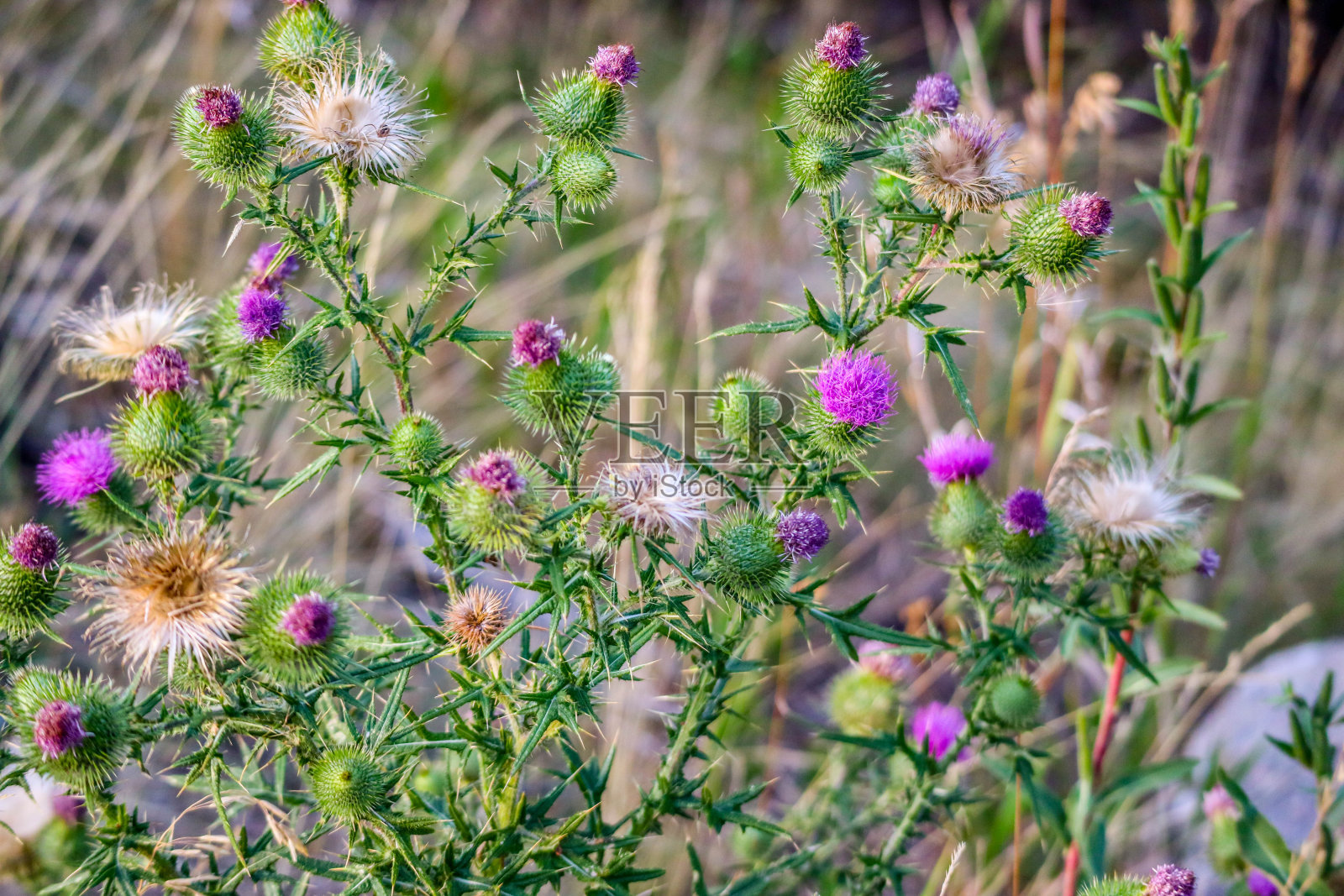 怀俄明州黄石国家公园的矛蓟植物照片摄影图片