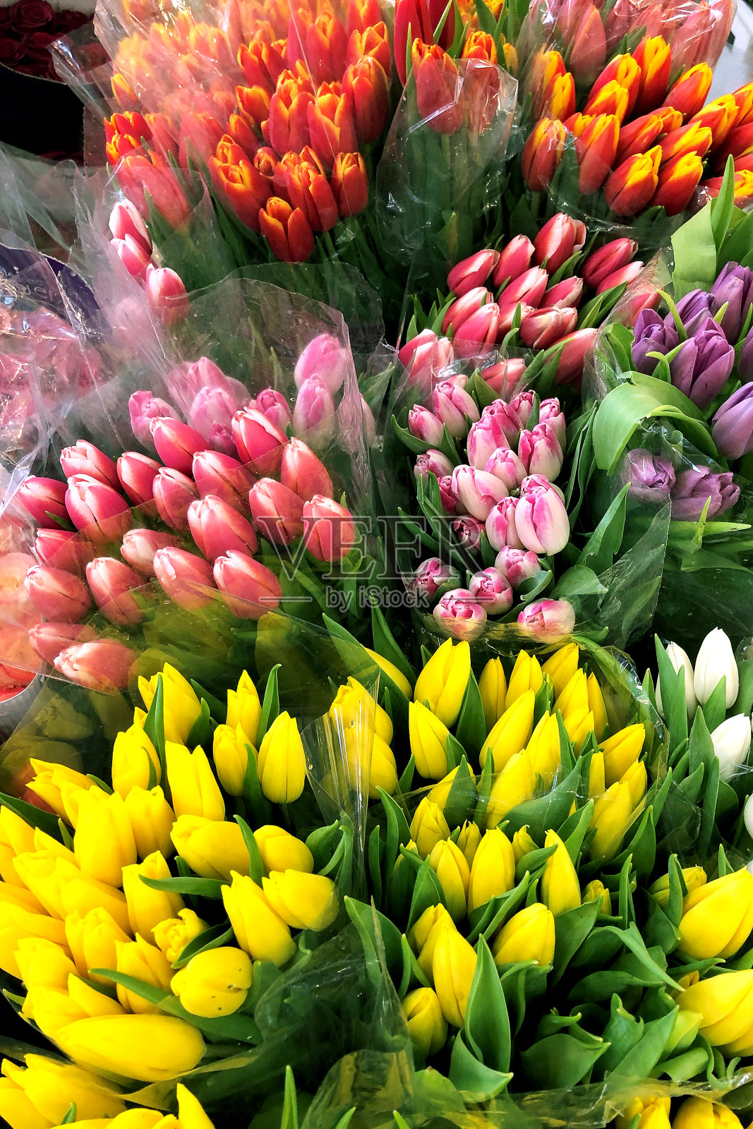 花店出售五颜六色盛开的郁金香花。前视图。照片摄影图片