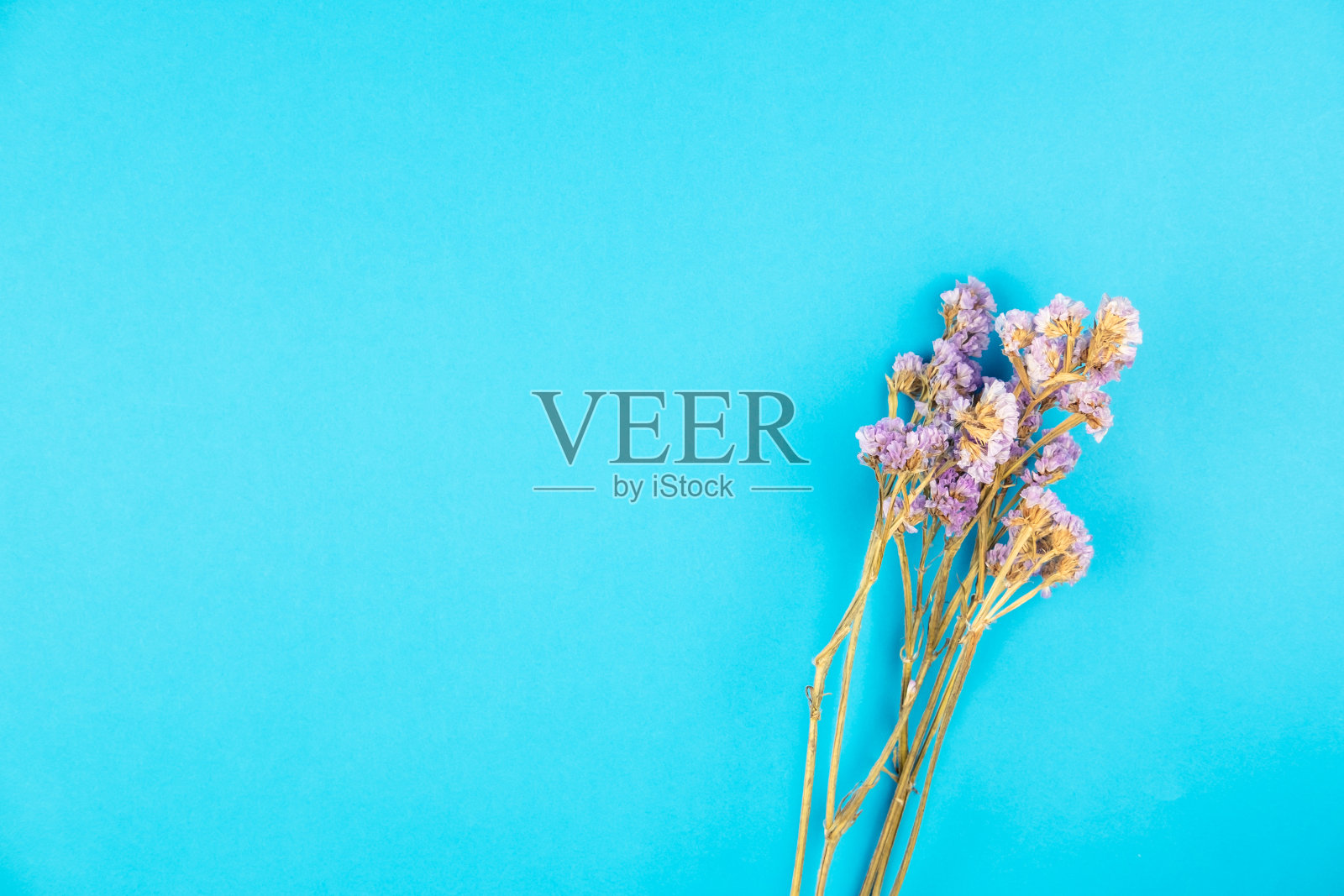 可爱的干紫罗兰色静态花在浅蓝色的背景照片摄影图片
