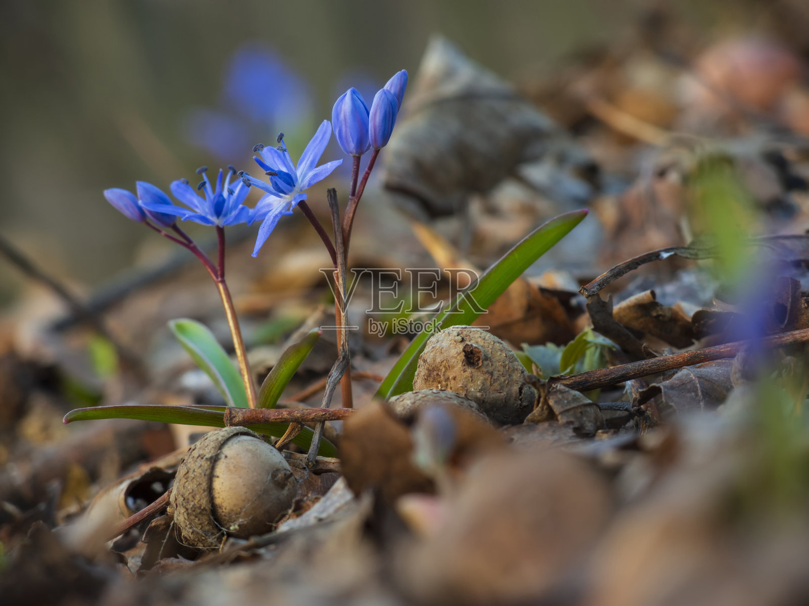 蓝铃花和橡子。森林里第一朵春天的花照片摄影图片