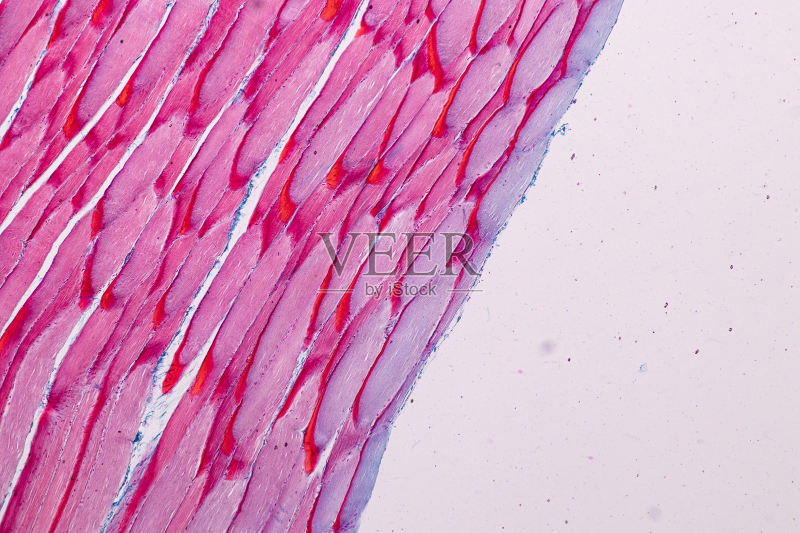 教育解剖学和组织学标本哺乳动物组织的显微镜下横纹(骨骼)肌肉。照片摄影图片