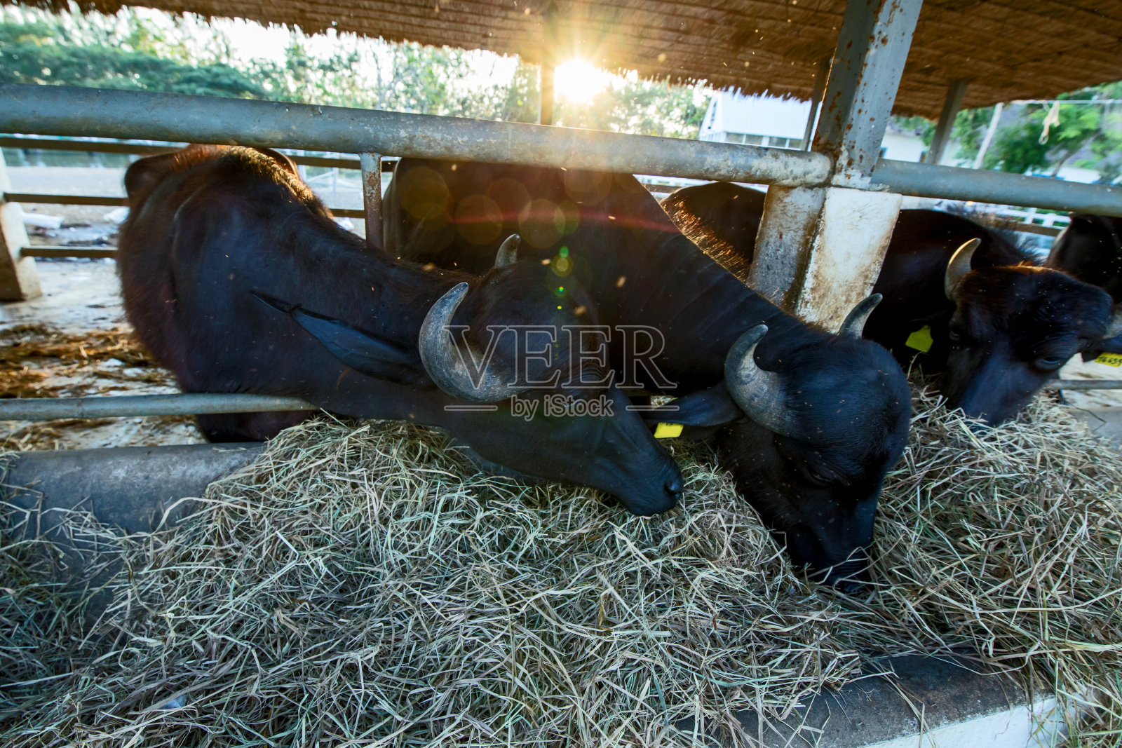 泰国摩拉水牛在吃干干草。照片摄影图片