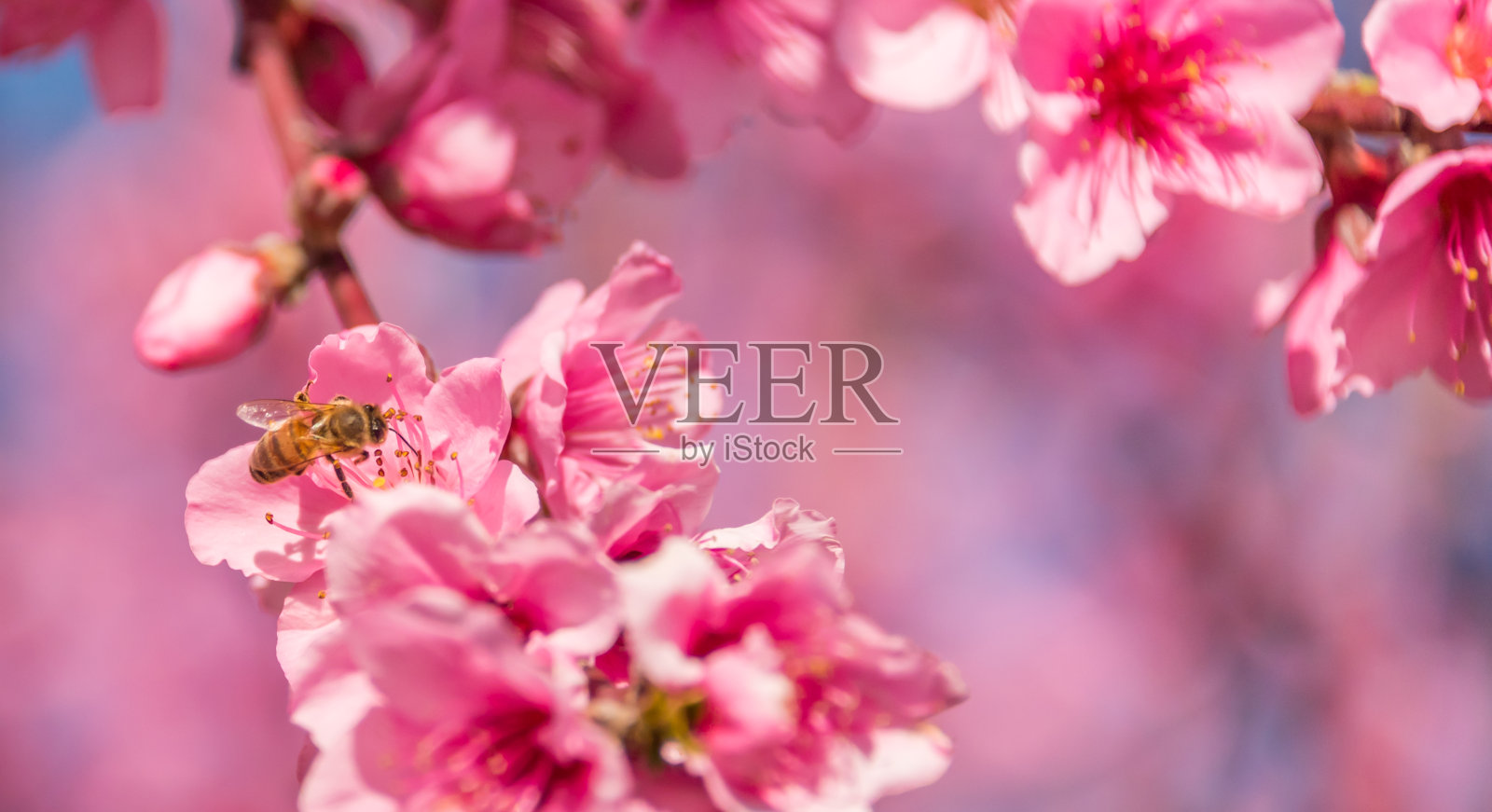 春天里，粉红桃花里的蜜蜂照片摄影图片