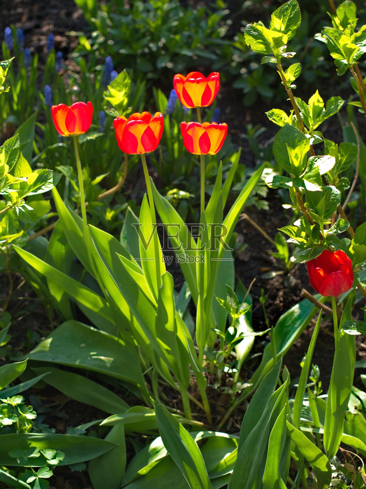 在阳光下，鲜红的郁金香在明亮的绿色花园里照片摄影图片