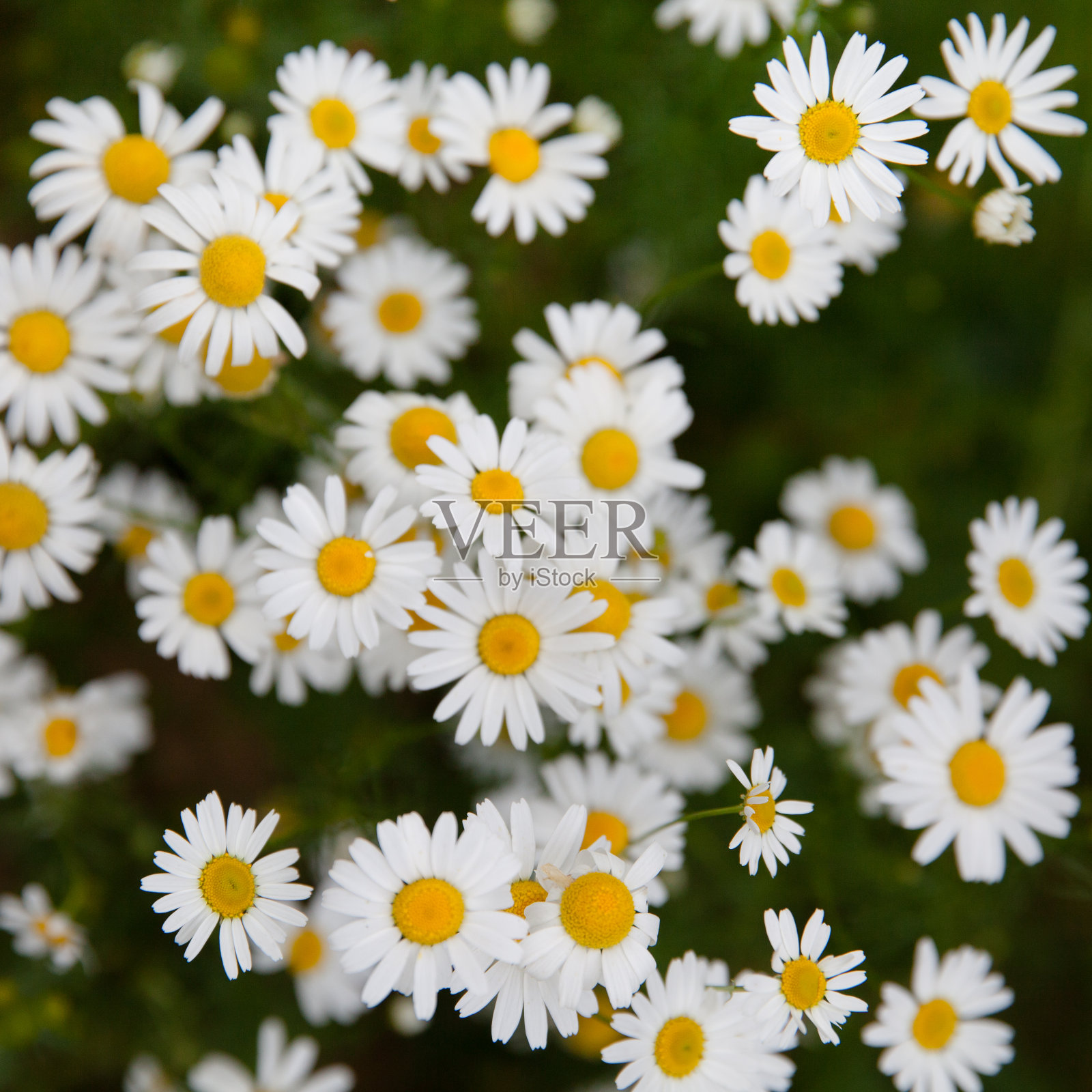 白色雏菊，俯视图。照片摄影图片