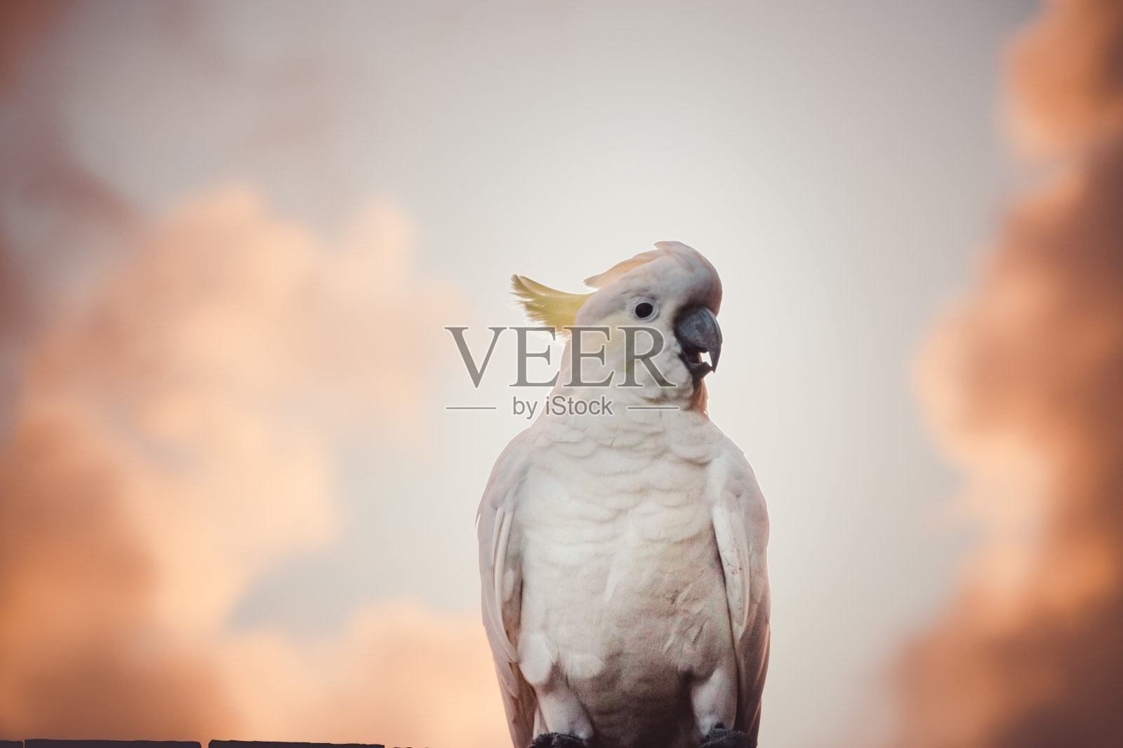 雄性凤头鹦鹉白色鹦鹉栖息在树枝与橙色和粉红色的天空云彩阳光鸟日出美丽的早晨黄金海岸澳大利亚复古风格照片摄影图片