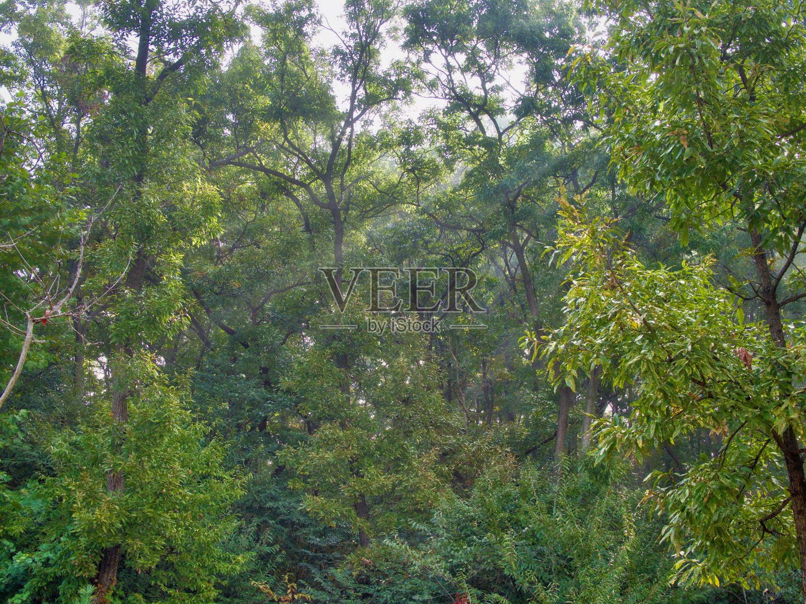 韩国清州的森林风光照片摄影图片