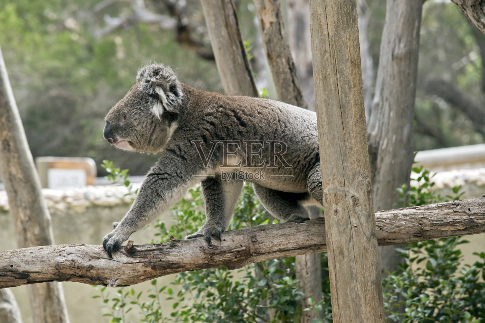 澳大利亚的考拉照片摄影图片