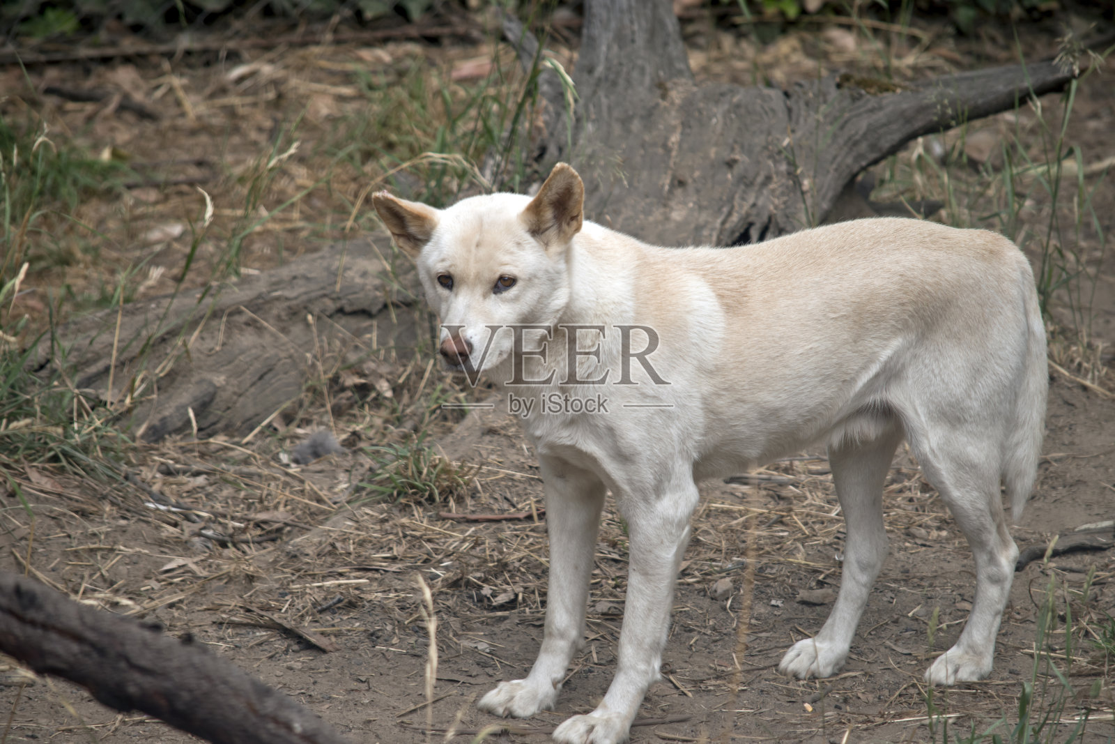 灌木丛中的白野狗照片摄影图片