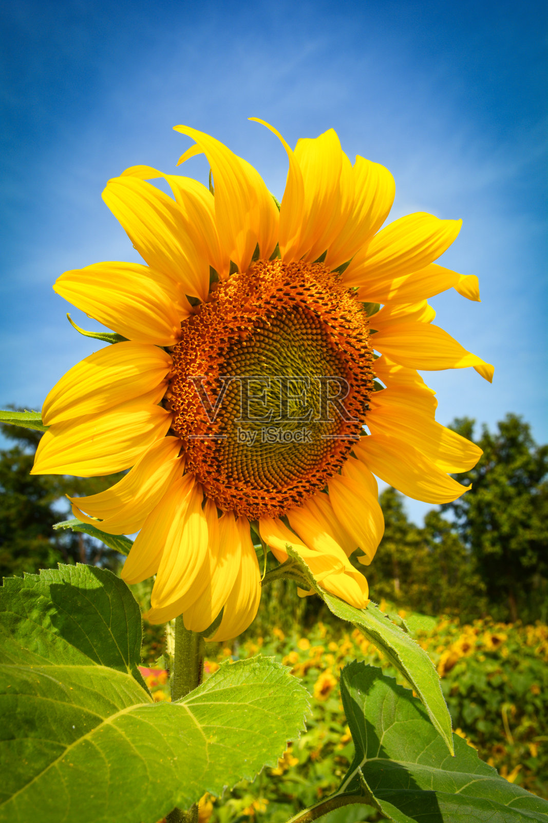 近距离观察黄色向日葵盛开的春夏季向日葵田与蓝天背景照片摄影图片