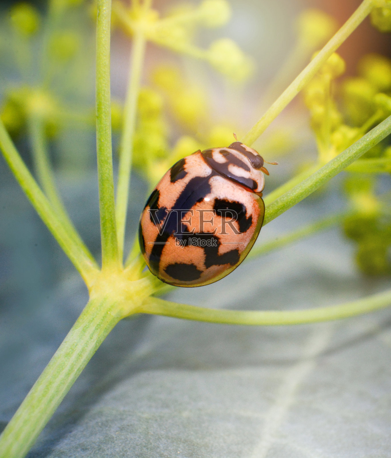 昆虫橙色瓢虫坐在树枝植物上照片摄影图片