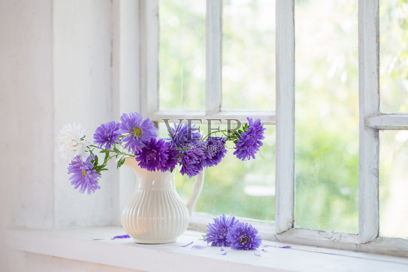 紫色紫苑在壶上窗台照片摄影图片