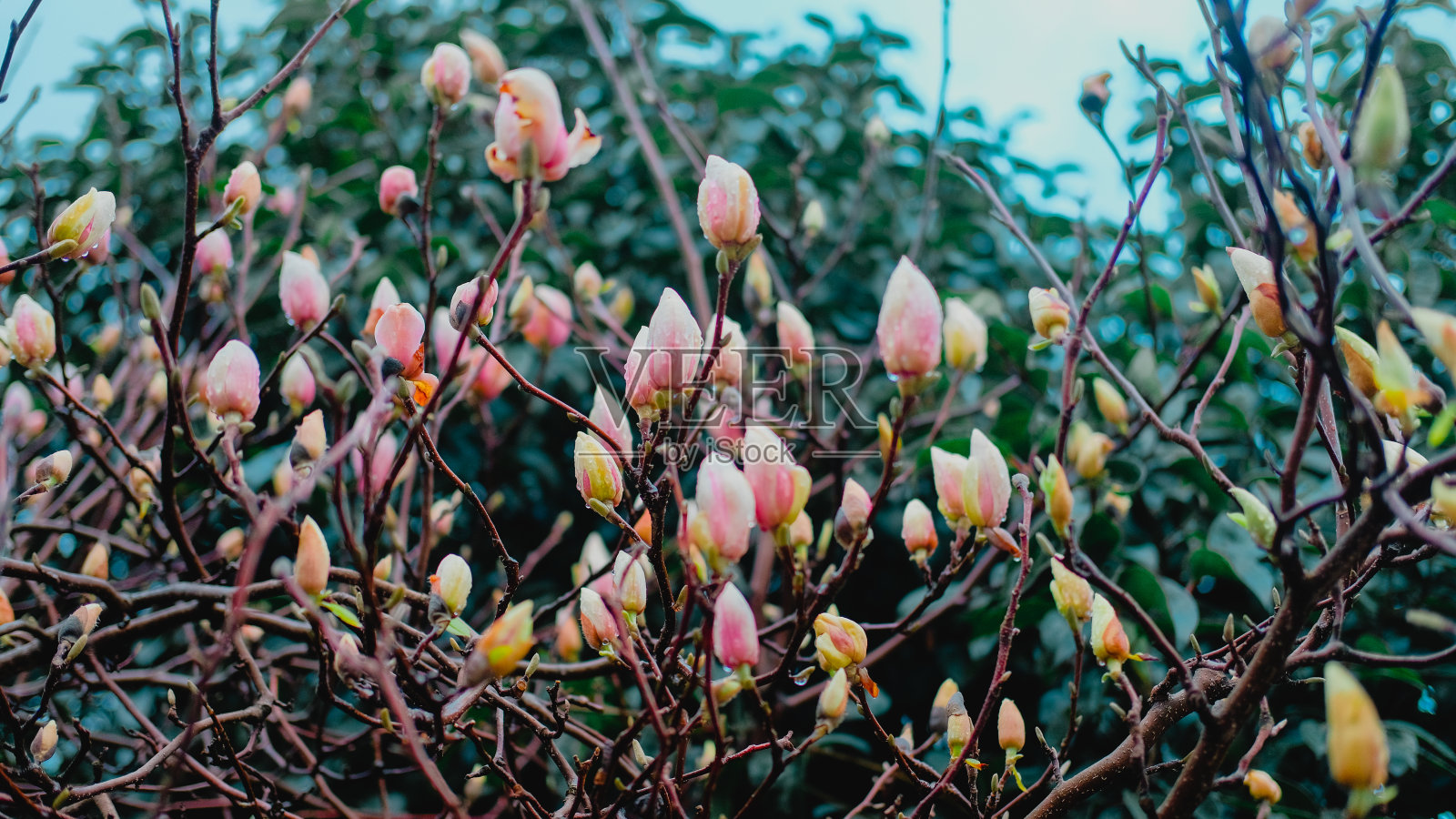 白玉兰在蓝天的背景下盛开。细枝上长出粉红色和白色的芽。春天开花的概念。照片摄影图片