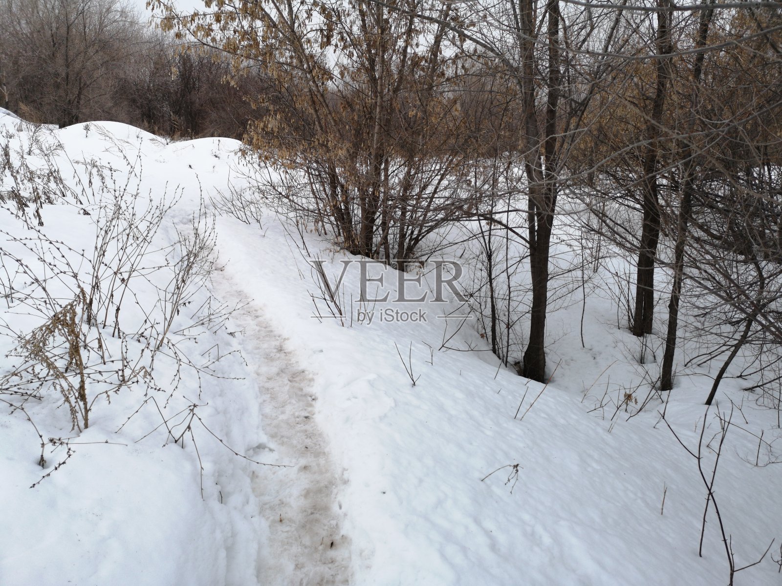 俄罗斯的冬季景观。白雪覆盖的森林里有山丘，空地和小路照片摄影图片