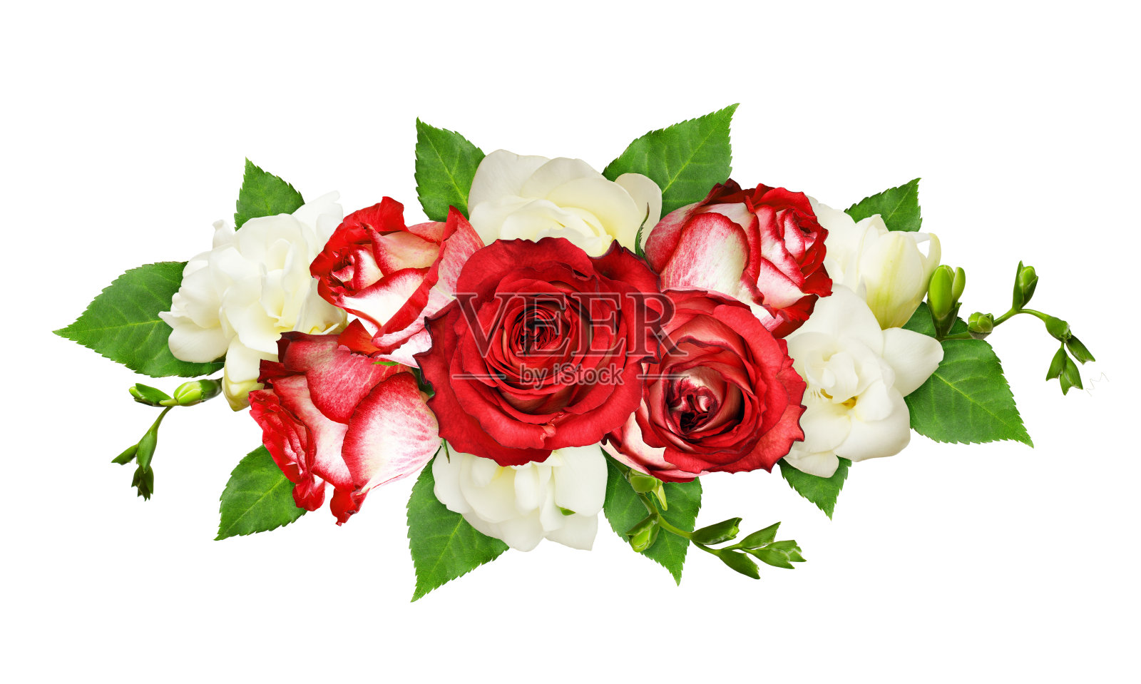 红色和白色的玫瑰和小苍兰的花和叶排列照片摄影图片