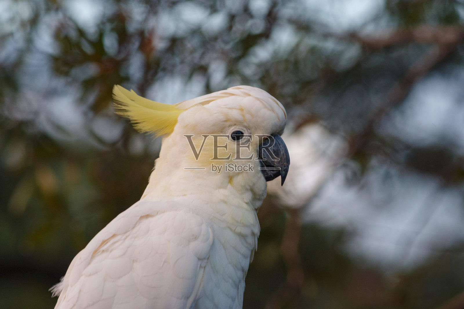 雄性凤头鹦鹉白色鹦鹉栖息在树枝与橙色和粉红色的天空云彩阳光鸟日出美丽的早晨澳大利亚黄金海岸照片摄影图片