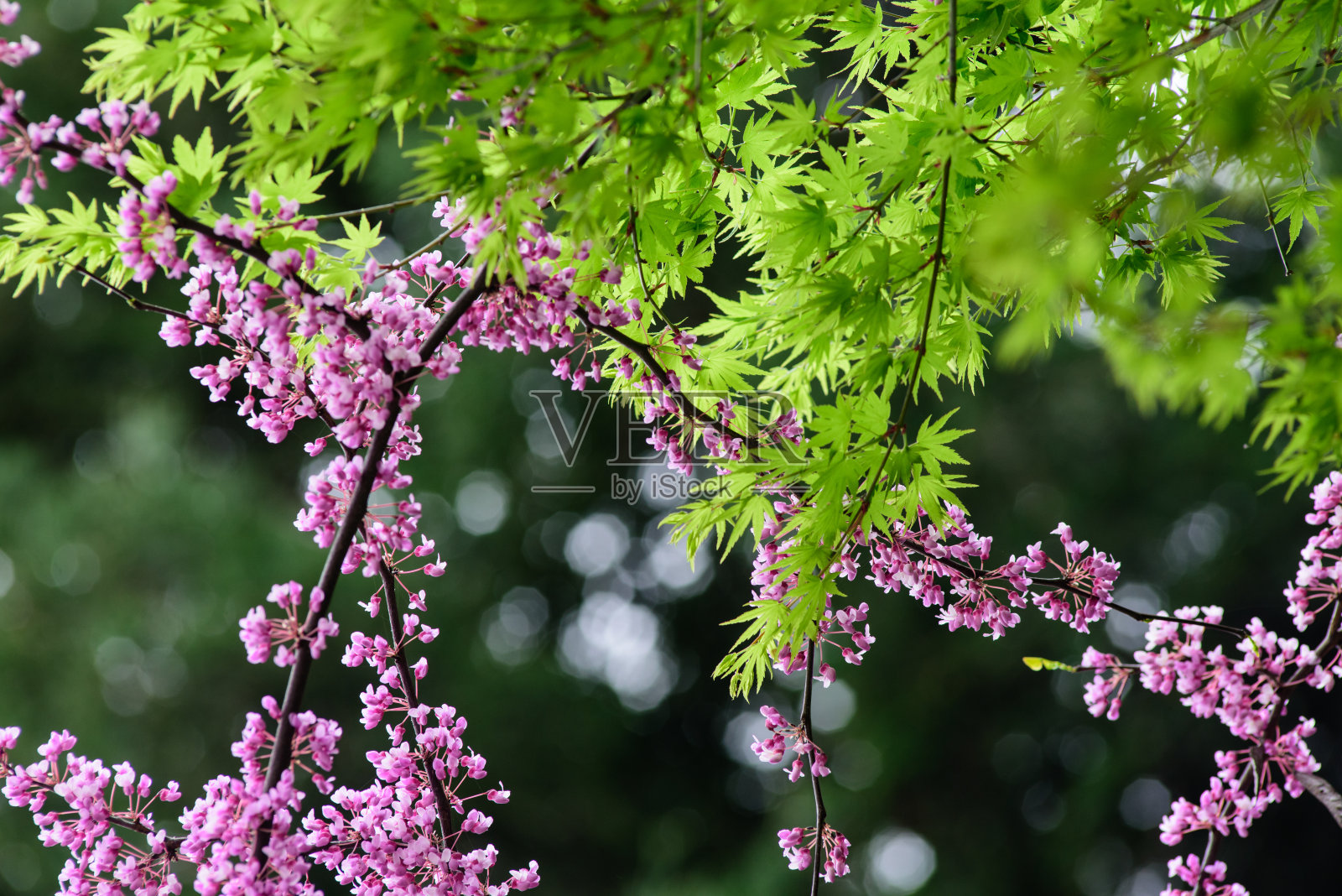 紫荆Siliquastrum开花照片摄影图片