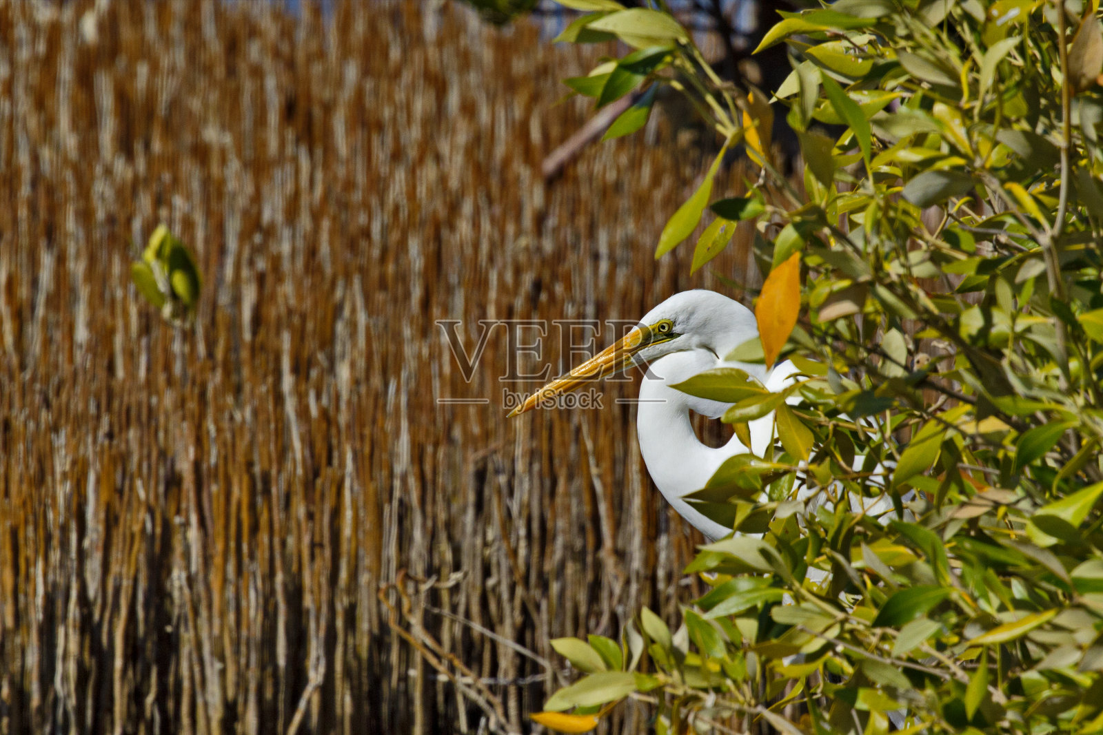 在开普山脉国家公园红树林湾的大白鹭精致的景色照片摄影图片