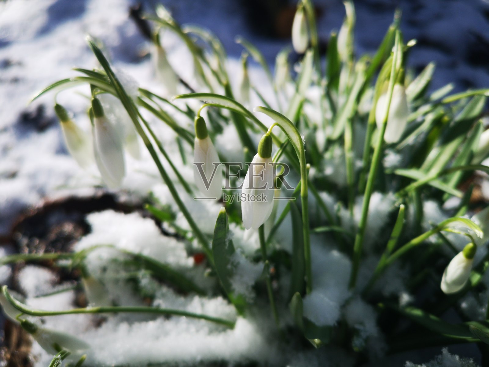 春天的雪照片摄影图片